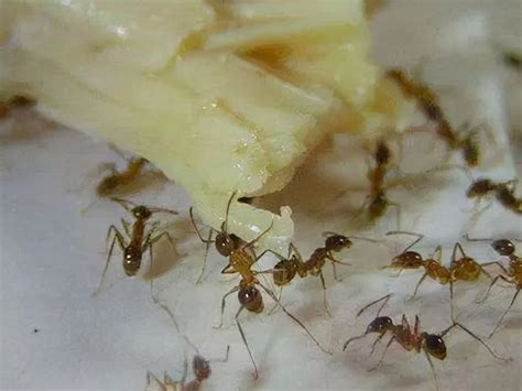 大量螞蟻出現 右眉長痘痘